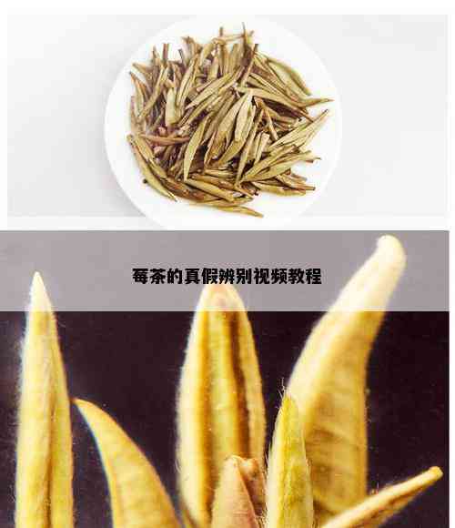 莓茶的真假辨别视频教程