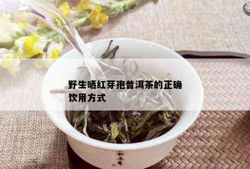 野生晒红芽孢普洱茶的正确饮用方式