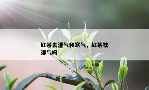 红茶去湿气和寒气，红茶祛湿气吗