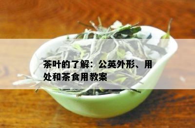 茶叶的了解：公英外形、用处和茶食用教案