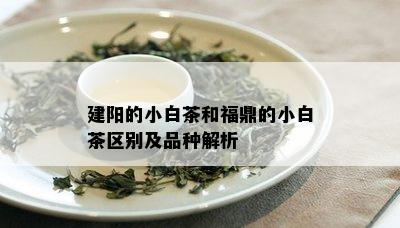 建阳的小白茶和福鼎的小白茶区别及品种解析