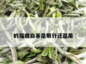 的福鼎白茶是银针还是眉