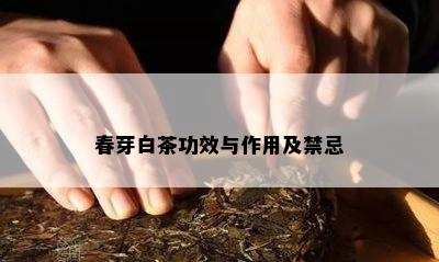 春芽白茶功效与作用及禁忌