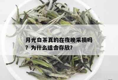 月光白茶真的在夜晚采摘吗？为什么适合存放？