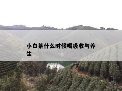 小白茶什么时候喝吸收与养生