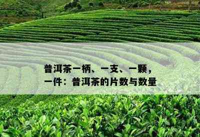 普洱茶一柄、一支、一颗，一件：普洱茶的片数与数量