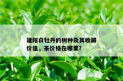 建阳白牡丹的树种及其收藏价值，茶价格在哪里？