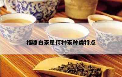 福鼎白茶属何种茶种类特点