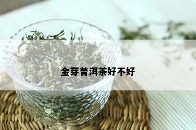 金芽普洱茶好不好