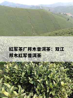 红军茶厂邦木普洱茶：双江邦木红军普洱茶