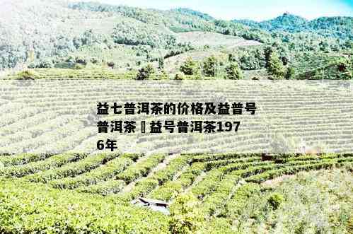 益七普洱茶的价格及益普号普洱茶鏮益号普洱茶1976年