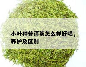 小叶种普洱茶怎么样好喝，养护及区别