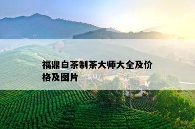 福鼎白茶制茶大师大全及价格及图片