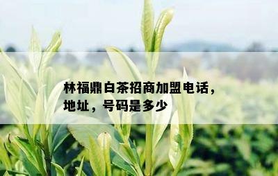 林福鼎白茶招商加盟电话，地址，号码是多少