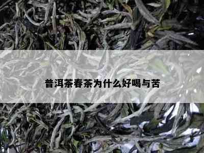 普洱茶春茶为什么好喝与苦