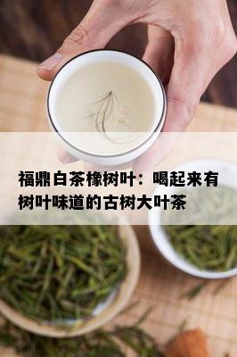 福鼎白茶橡树叶：喝起来有树叶味道的古树大叶茶