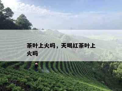 茶叶上火吗，天喝红茶叶上火吗