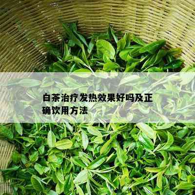 白茶治疗发热效果好吗及正确饮用方法