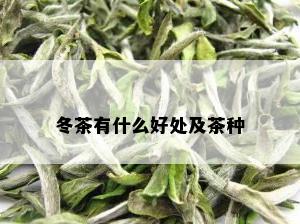 冬茶有什么好处及茶种