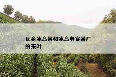 瓦乡冰岛茶和冰岛老寨茶厂的茶叶