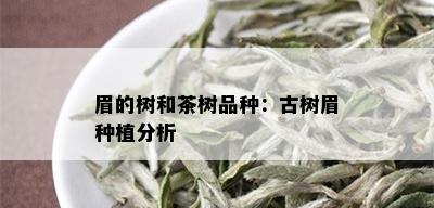 眉的树和茶树品种：古树眉种植分析