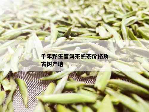 千年野生普洱茶熟茶价格及古树产地