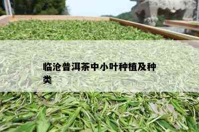 临沧普洱茶中小叶种植及种类