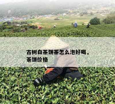 古树白茶饼茶怎么泡好喝，茶饼价格