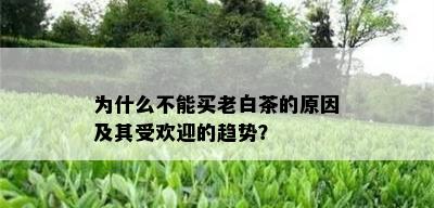 为什么不能买老白茶的原因及其受欢迎的趋势？