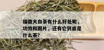 福鼎大白茶有什么好处呢，功效和图片，还有它到底是什么茶？