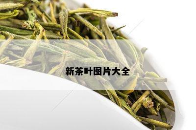 新茶叶图片大全