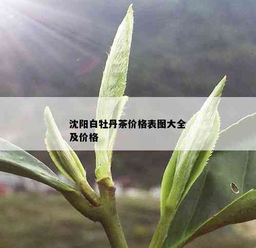 沈阳白牡丹茶价格表图大全及价格