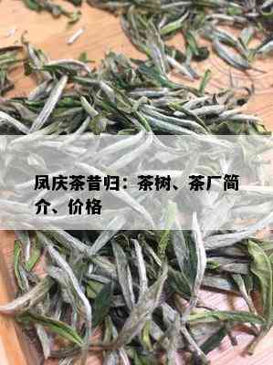 凤庆茶昔归：茶树、茶厂简介、价格