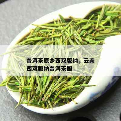 普洱茶原乡西双版纳，云南西双版纳普洱茶园