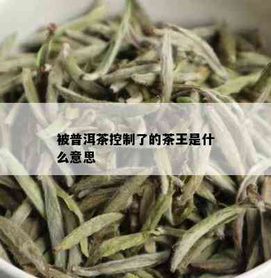 被普洱茶控制了的茶王是什么意思