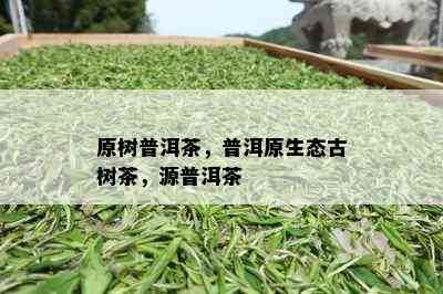 原树普洱茶，普洱原生态古树茶，源普洱茶