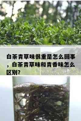 白茶青草味很重是怎么回事，白茶青草味和青香味怎么区别？