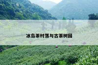 冰岛茶村落与古茶树园