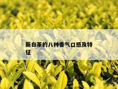 新白茶的八种香气口感及特征