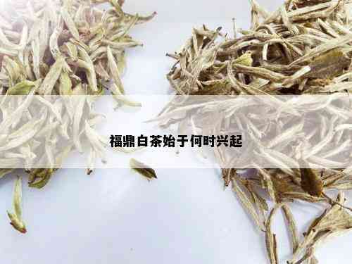 福鼎白茶始于何时兴起