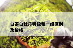 白茶白牡丹特级和一级区别及价格