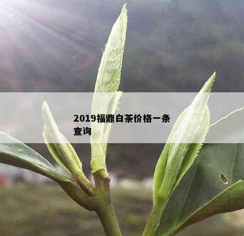 2019福鼎白茶价格一条查询