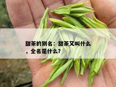 甜茶的别名：甜茶又叫什么，全名是什么？