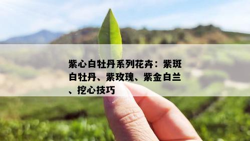 紫心白牡丹系列花卉：紫斑白牡丹、紫玫瑰、紫金白兰、挖心技巧