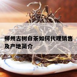 柳州古树白茶如何代理销售及产地简介