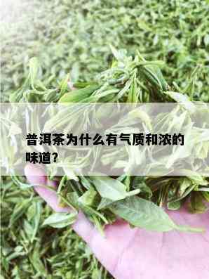 普洱茶为什么有气质和浓的味道？