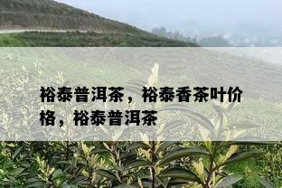 裕泰普洱茶，裕泰香茶叶价格，裕泰普洱茶