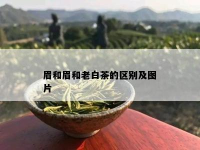 眉和眉和老白茶的区别及图片