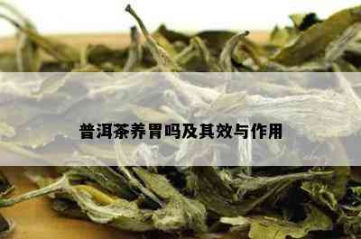 普洱茶养胃吗及其效与作用