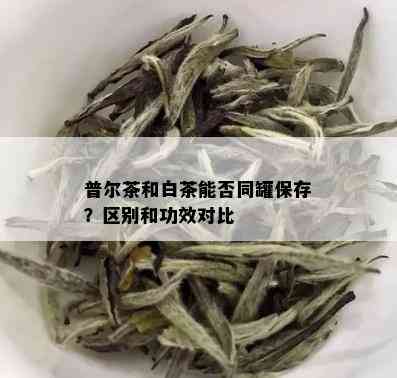 普尔茶和白茶能否同罐保存？区别和功效对比